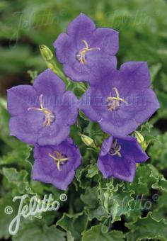 CAMPANULA carpatica  'Tiefblaue Clips' Portion(en)