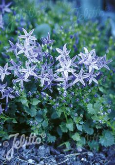 CAMPANULA fenestrellata   Portion(en)