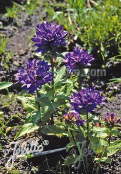 CAMPANULA glomerata var. acaulis   Portion(en)