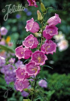 CAMPANULA medium  Rosepink single Portion(s)