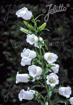 CAMPANULA medium  White single Portion(s)