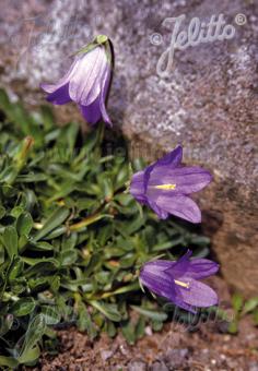 CAMPANULA saxifraga   Portion(s)