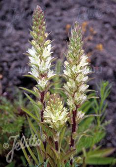 CAMPANULA thyrsoides   Gram