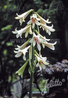 CARDIOCRINUM giganteum   Portion(s)