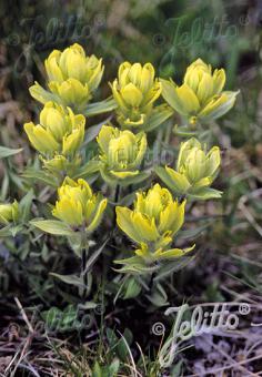 CASTILLEJA sulphurea   Portion(en)