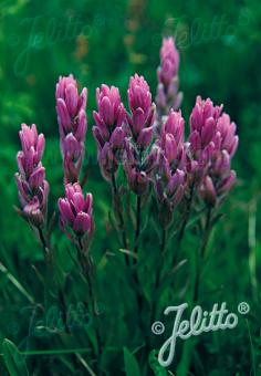 CASTILLEJA rhexifolia   Portion(en)