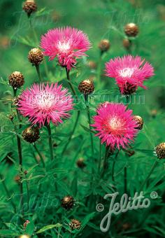 CENTAUREA dealbata   Portion(en)