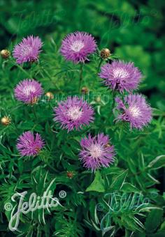 CENTAUREA dealbata  'Pink Passion' Portion(s)