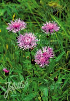 CENTAUREA jacea   Portion(en)