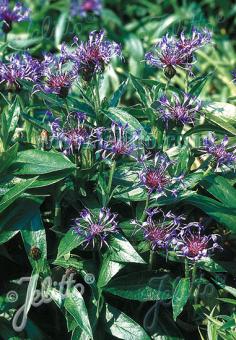 CENTAUREA montana   Portion(s)