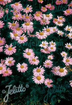 TANACETUM coccineum  'Robinson Pink' Portion(s)