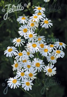 TANACETUM corymbosum   Portion(en)