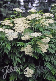 TANACETUM macrophyllum   Portion(en)