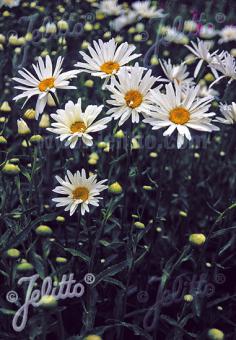 LEUCANTHEMUM x superbum  'Polaris' Portion(en)