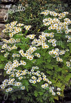 TANACETUM parthenium   Portion(en)