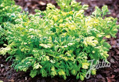 TANACETUM parthenium  'Golden Moss' Portion(en)