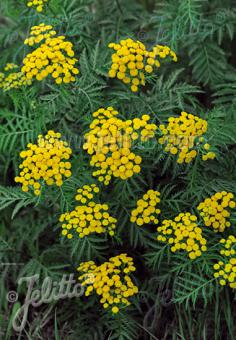 TANACETUM vulgare   Portion(en)