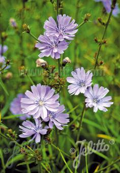 CICHORIUM intybus var. intybus   Gramm