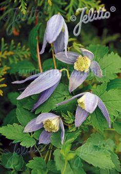 CLEMATIS alpina   Portion(en)