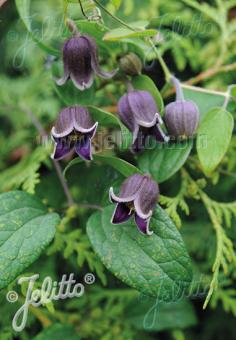 CLEMATIS fusca   Portion(s)
