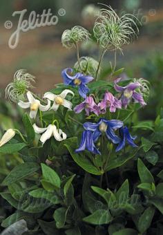 CLEMATIS integrifolia  Mongolian Bells® Portion(s)