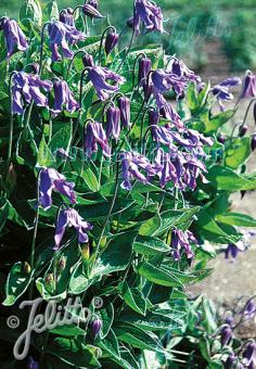 CLEMATIS integrifolia   Portion(s)