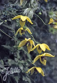 CLEMATIS orientalis   Portion(en)