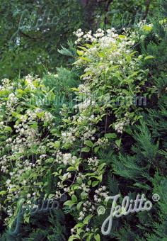 CLEMATIS vitalba   Portion(en)