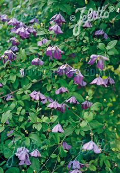 CLEMATIS viticella   Portion(s)