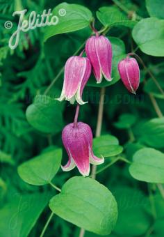 CLEMATIS texensis   Portion(s)