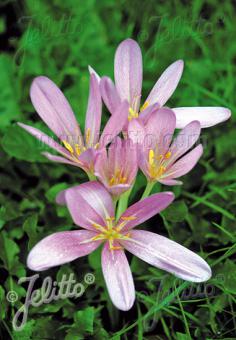 COLCHICUM autumnale   Portion(en)