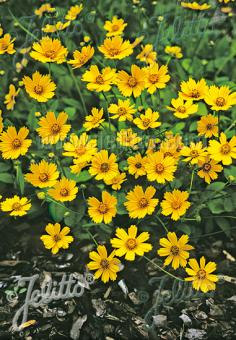 COREOPSIS auriculata f. nana  'Elfin Gold' Portion(en)