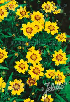 COREOPSIS lanceolata  'Sterntaler' Portion(en)