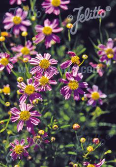 COREOPSIS rosea   Portion(s)