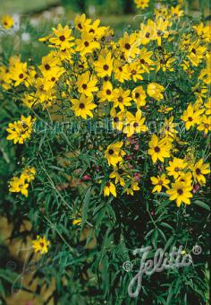 COREOPSIS tripteris   Portion(en)