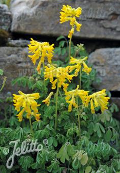 CORYDALIS lutea   Portion(en)