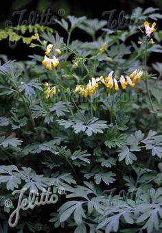 CORYDALIS sempervirens  'Alba' Portion(s)