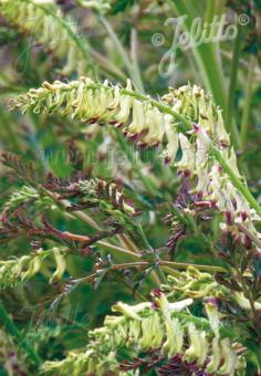 CORYDALIS ophiocarpa   Portion(s)