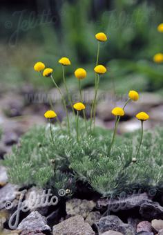 COTULA hispida   Portion(en)