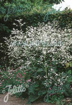 CRAMBE cordifolia   Portion(s)