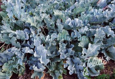 CRAMBE maritima   Portion(en)