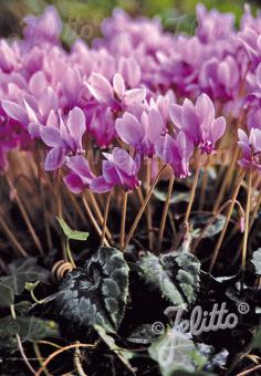 CYCLAMEN hederifolium  'Rosenteppich' Portion(en)