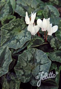 CYCLAMEN hederifolium f. albiflorum   Portion(en)