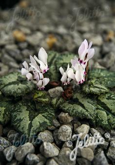 CYCLAMEN cyprium   Portion(en)