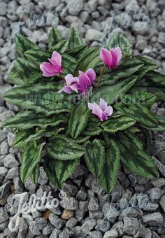 CYCLAMEN hederifolium f. sagittifolium   Portion(en)