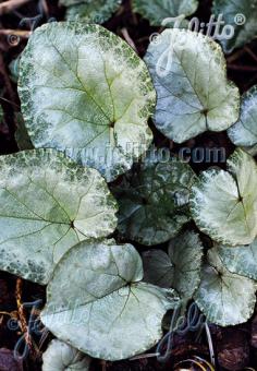 CYCLAMEN hederifolium Silver-leaved Group 'Silver Leaf Pink' Portion(en)
