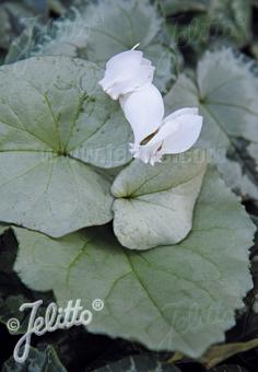 CYCLAMEN hederifolium Silver-leaved Group 'Silver Leaf White' Portion(en)