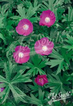 CALLIRHOE involucrata   Korn