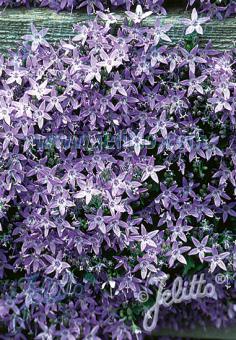 CAMPANULA garganica   Korn