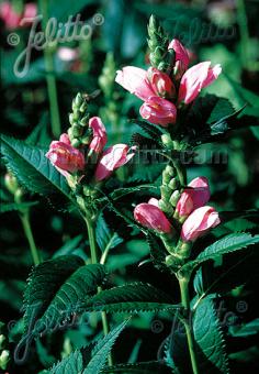 CHELONE obliqua   Seeds